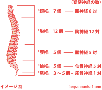 脊椎神経の数